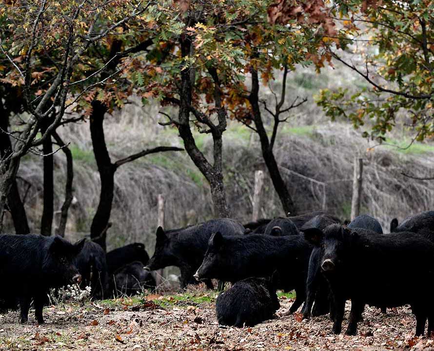 Φάρμα Φωτιάδη | Μαύρος Χοίρος Ολύμπου